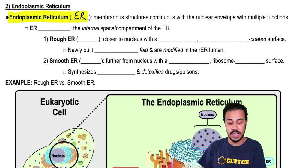 Endoplasmic Reticulum