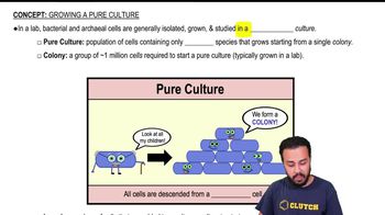 Growing a Pure Culture