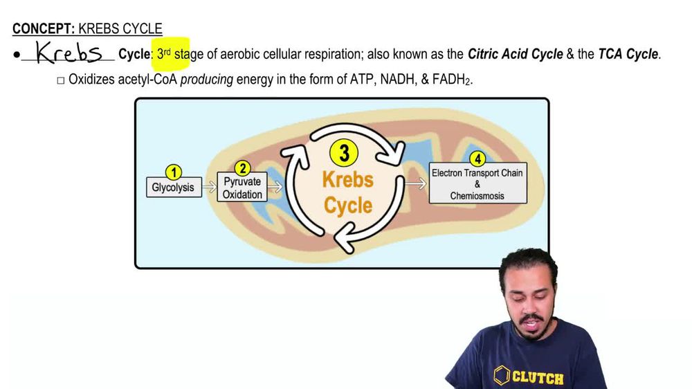 Krebs Cycle