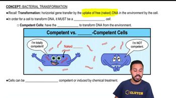 Bacterial Transformation