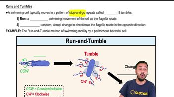 Runs and Tumbles
