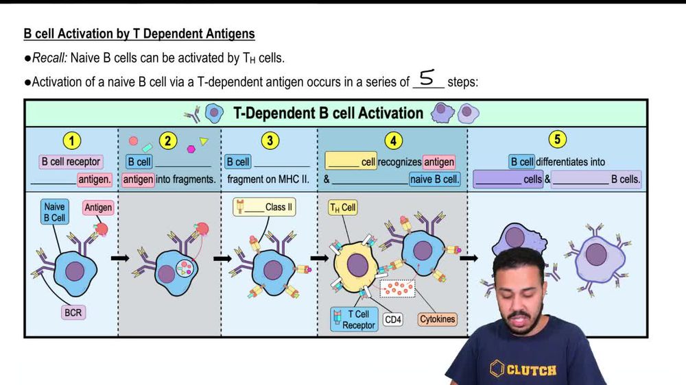 B Cell Activation by T Dependent Antigens