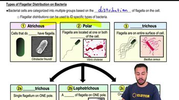 Types of Flagellar Distribution on Bacteria