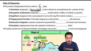 Steps of Phagocytosis