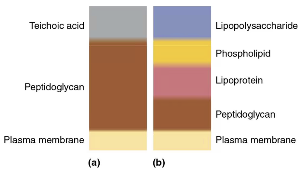 Diagram comparing gram-positive and gram-negative bacterial cell walls with labeled structural layers.