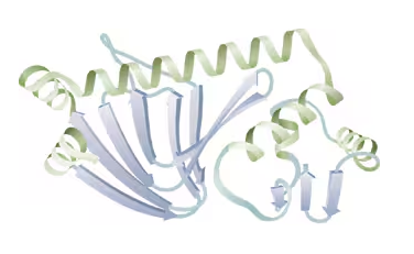 3D protein structure showing labeled primary sequence, two secondary structures (alpha helix and beta sheet), and circled tertiary structure.
