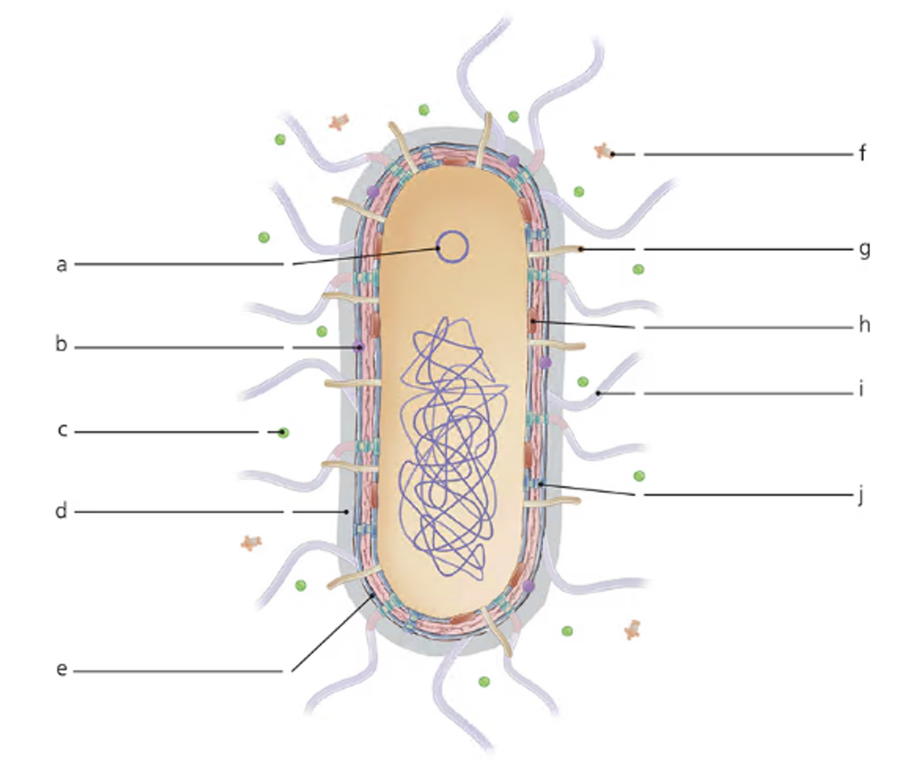 Diagram of a bacterial cell labeled with adhesin, exotoxin, H and K antigens, hemolysin, iron-binding protein, fimbria, plasmid genes, outer membrane, and type III secretion system.
