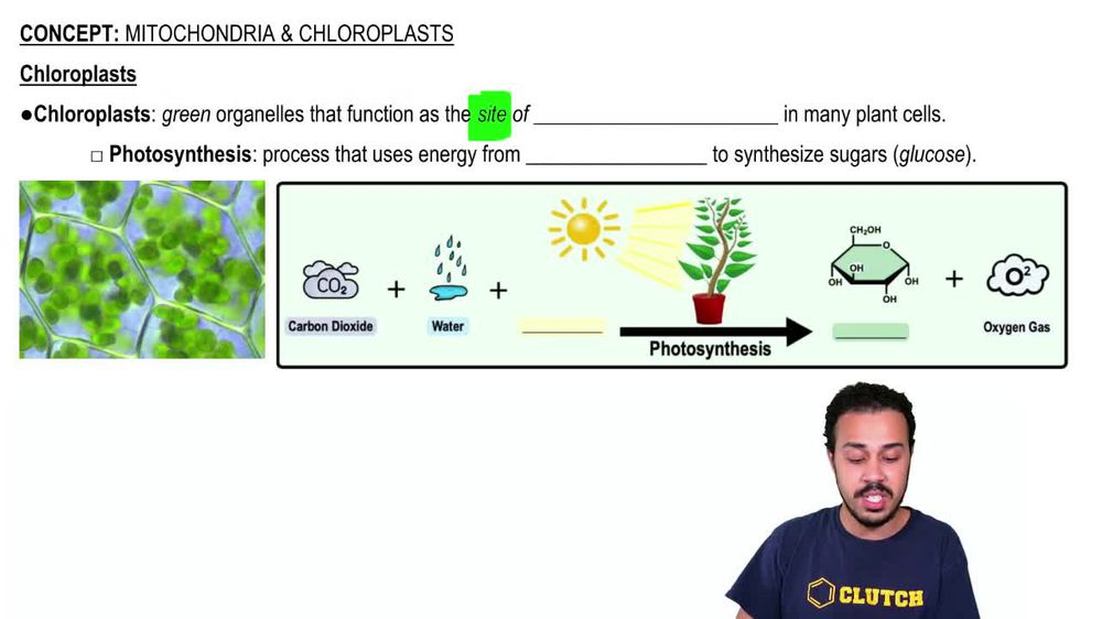 Chloroplasts