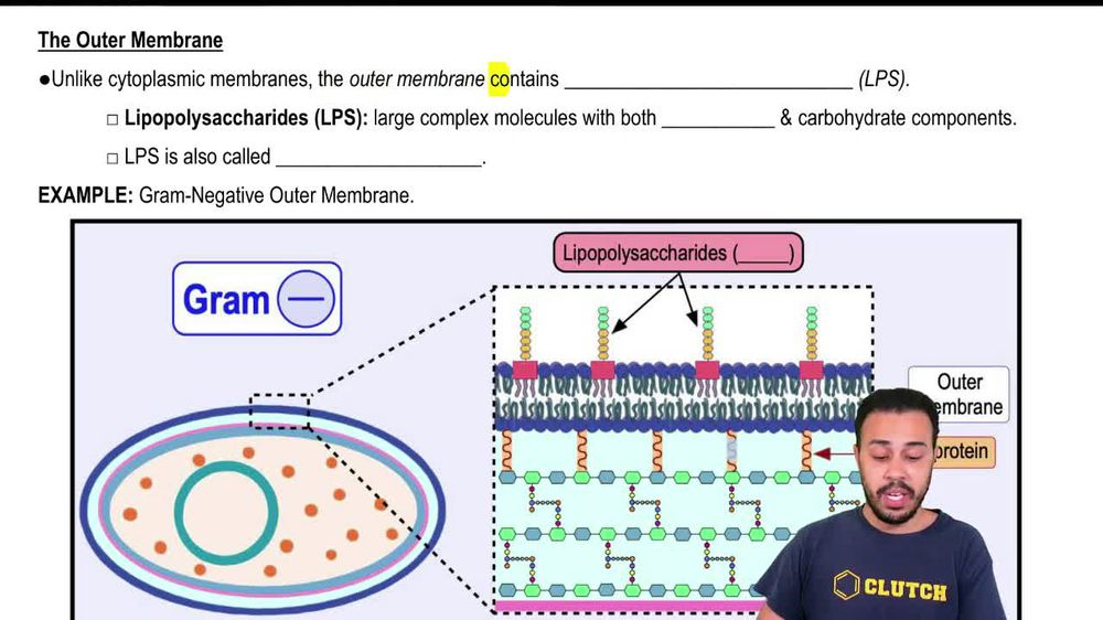 The Outer Membrane