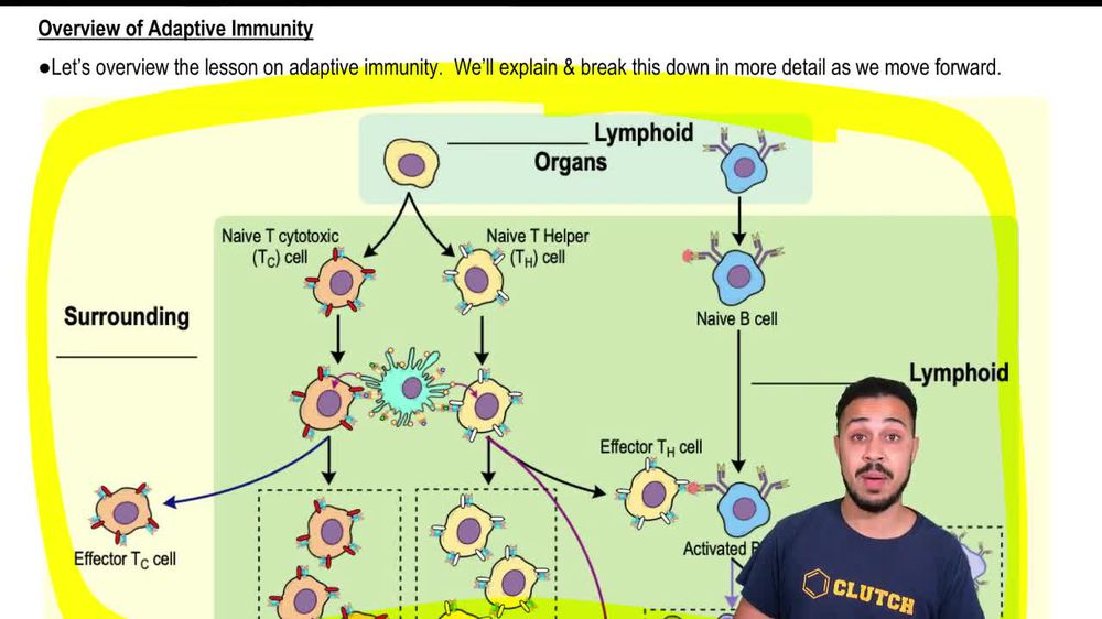 Overview of Adaptive Immunity