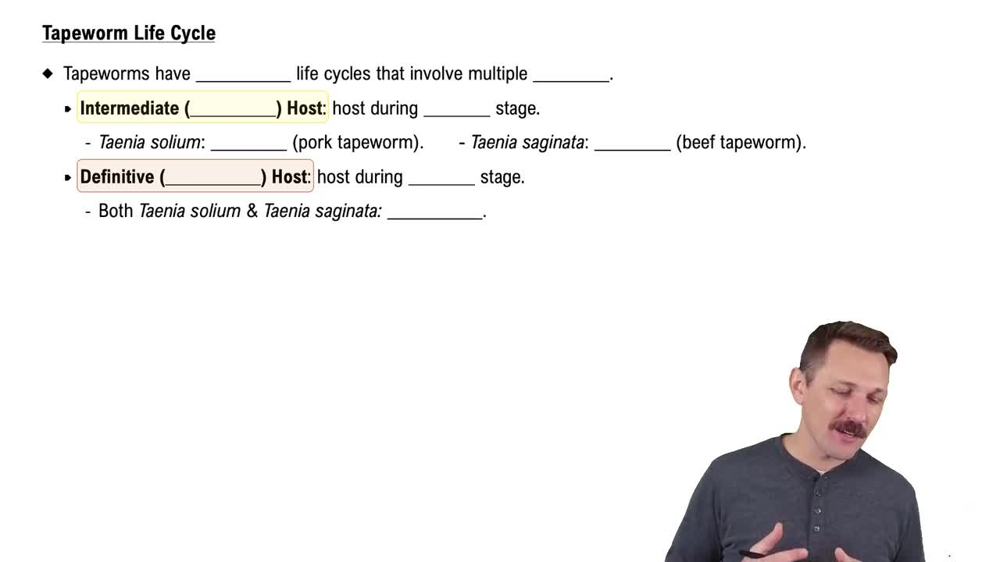 Tapeworm Life Cycle