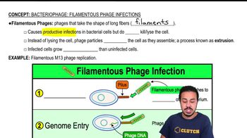 Bacteriophage: Filamentous Phage Infections