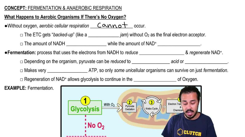 What Happens. to Aerobic Organisms if There's No Oxygen?