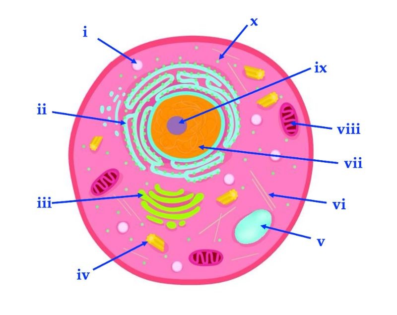Diagram of a eukaryotic cell with labeled structures for microbiology course.