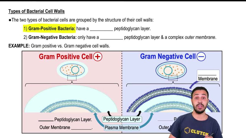 Types of Bacterial Cell Walls