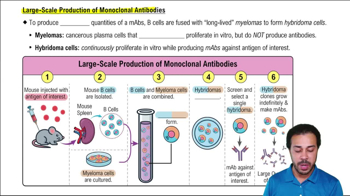 Large-Scale Production on Monoclonal Antibodies