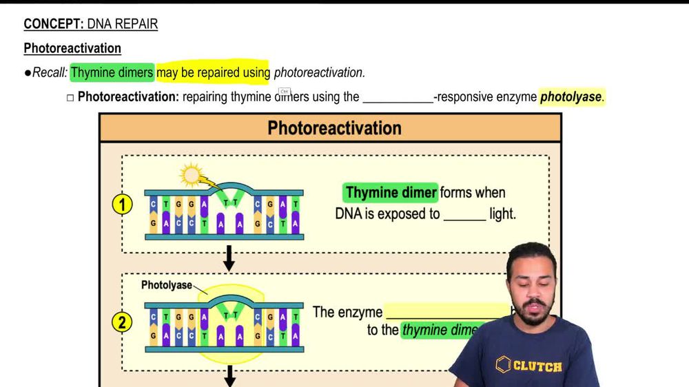 Photoreactivation