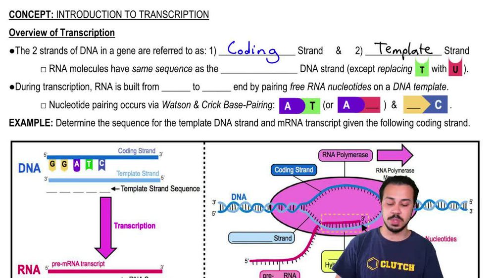 Overview of Transcription
