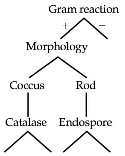 Dichotomous key diagram classifying organisms by Gram reaction, morphology, catalase presence, and endospore formation.