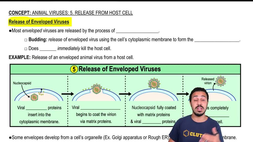 Release of Enveloped Viruses