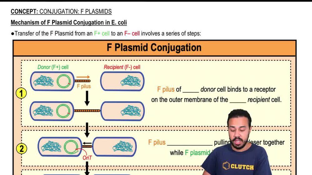 Mechanism of F Plasmid Conjugation in E. coli
