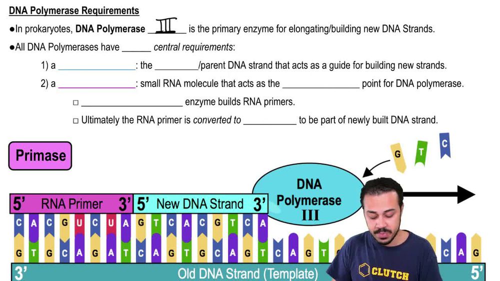 DNA Polymerases Requirements