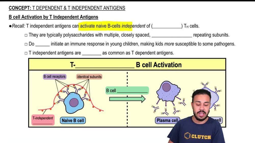 B Cell Activation by T Independent Antigens