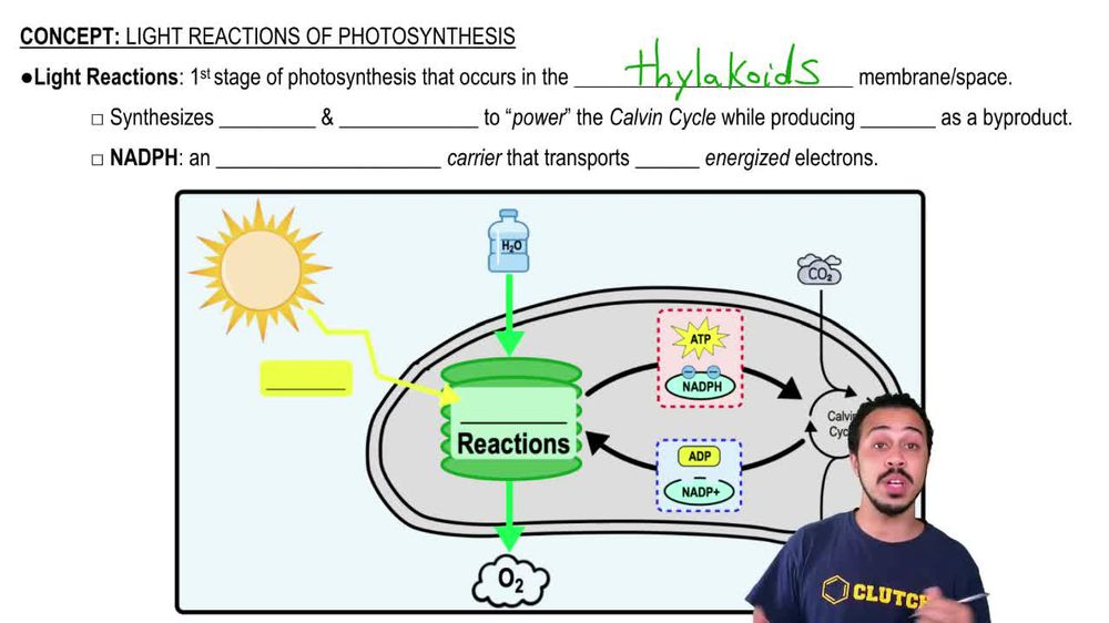 Light Reactions of Photosynthesis