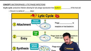 Bacteriophage: Lytic Phage Infections