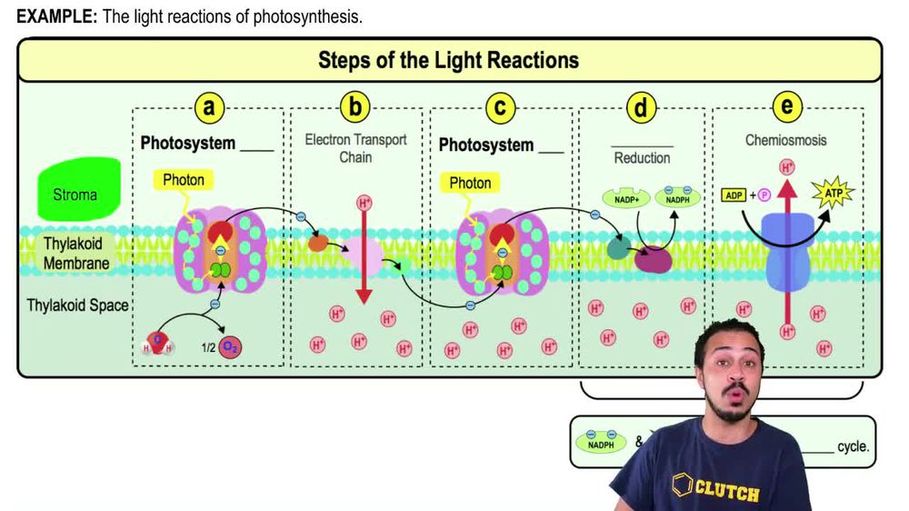 Steps of the Light Reactions