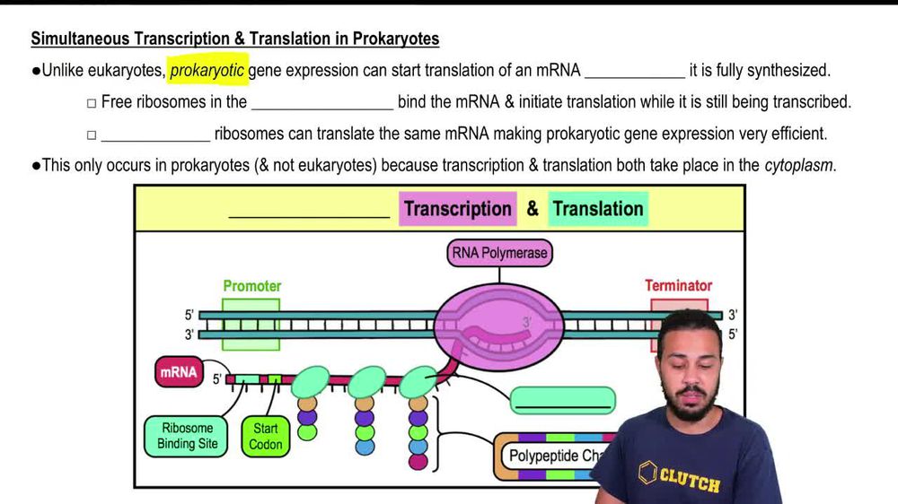 Simultaneous Transcription & Translation in Prokaryotes