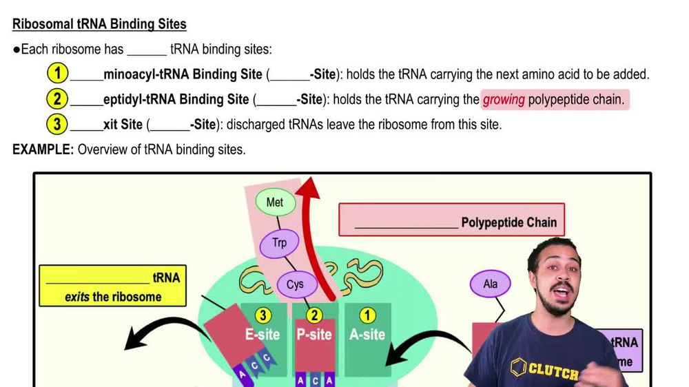 Ribosomal tRNA Binding Sites