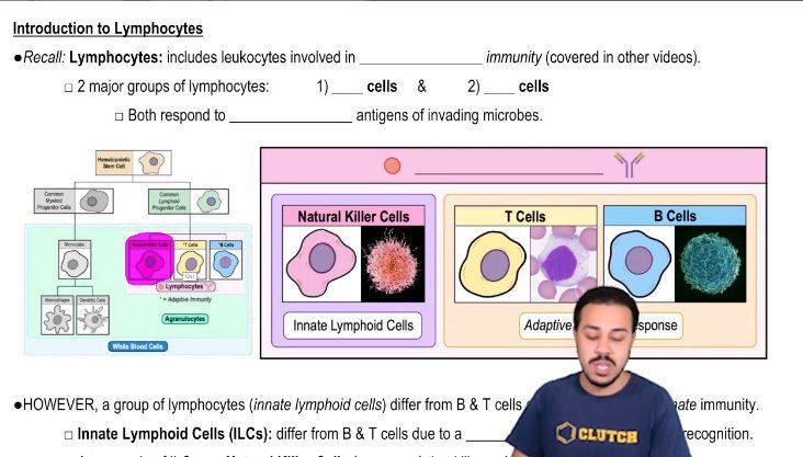 Introduction to Lymphocytes