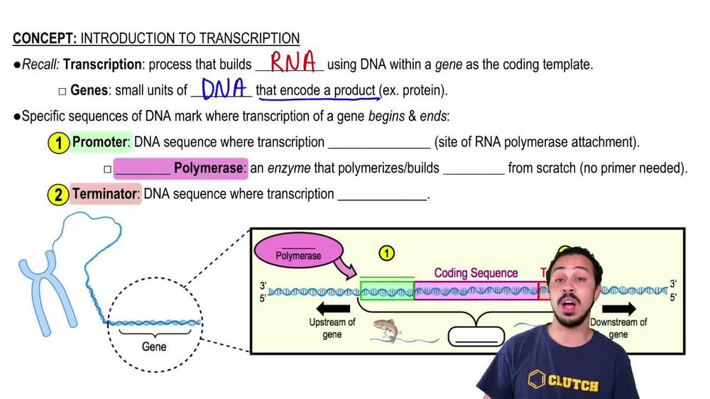 Introduction to Transcription