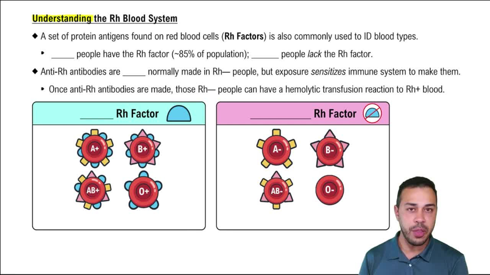 Understanding the Rh Blood System