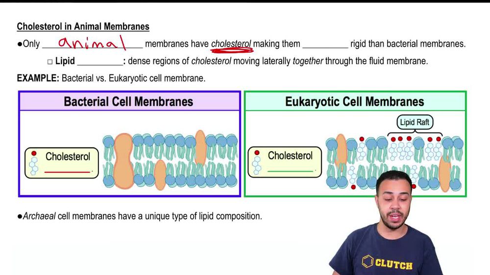 Cholesterol in Animal Membranes