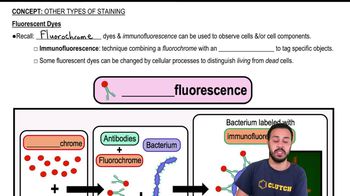 Fluorescent Dyes