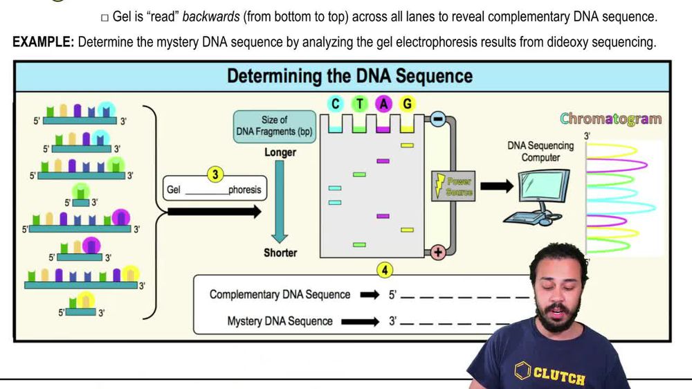 Determining the DNA Sequence from a Gel