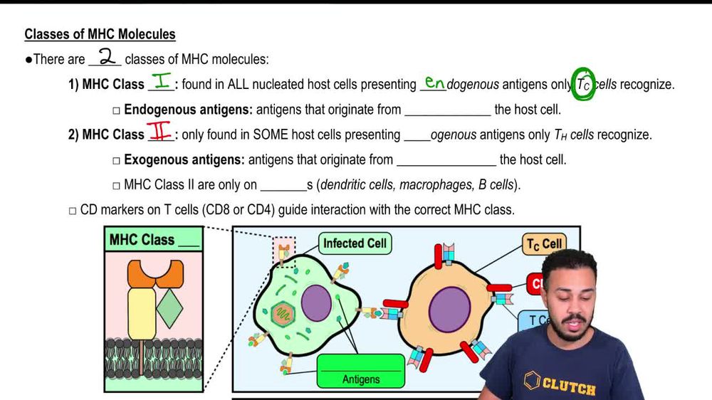 Classes of MHC Molecules
