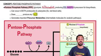 Pentose-Phosphate Pathway