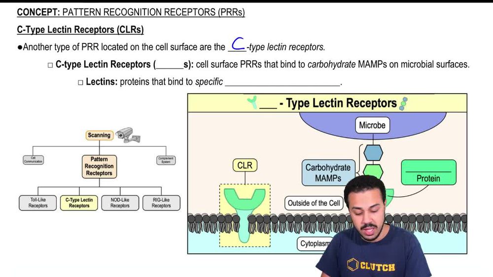 C-Type Lectin Receptors