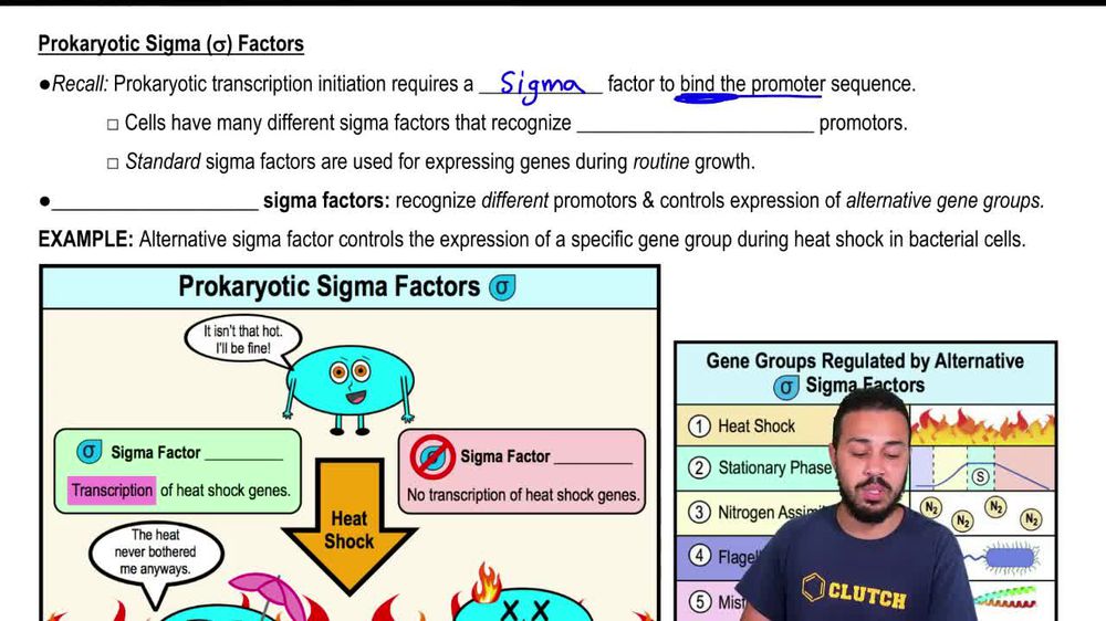 Prokaryotic Sigma (σ) Factors
