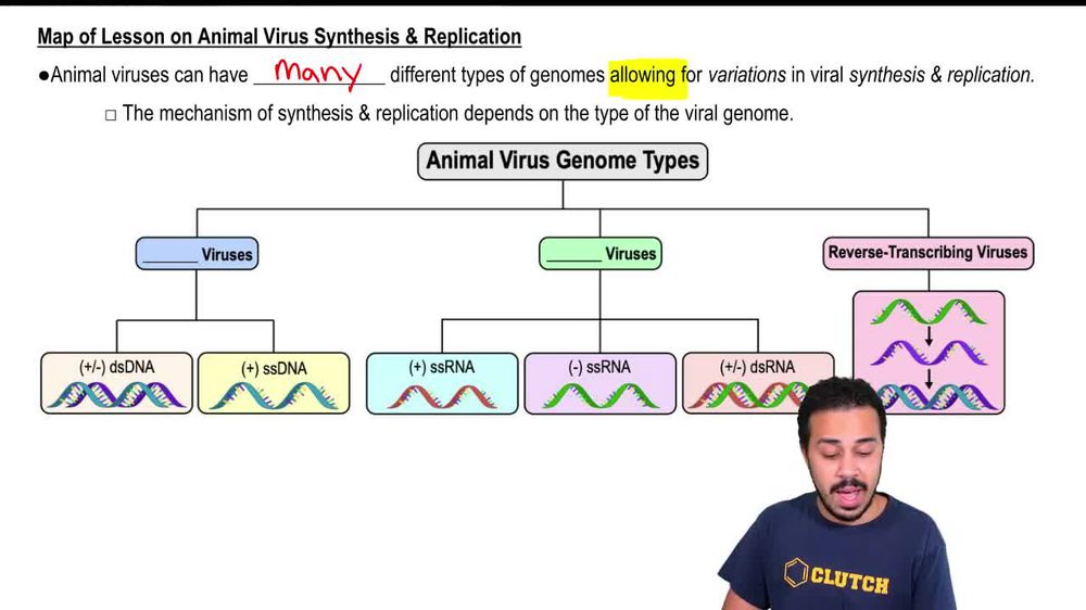 Map of Lesson on Animal Virus Synthesis & Replication
