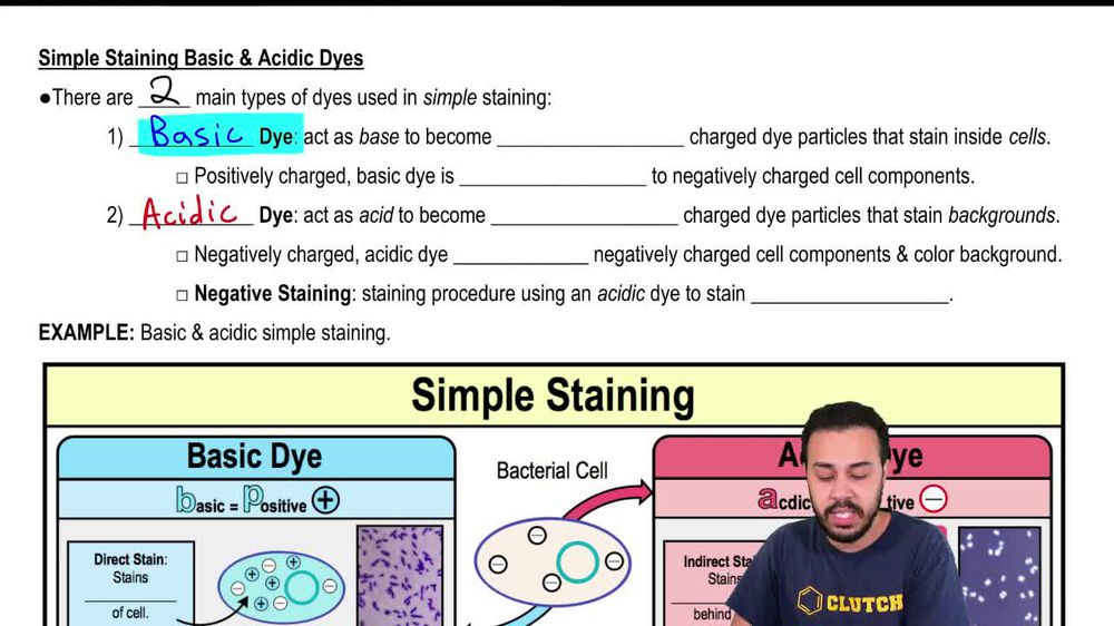 Simple Staining Basic & Acidic Dyes