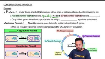 Plasmids