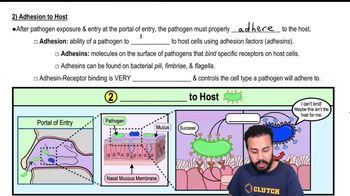 2) Adhesion to Host