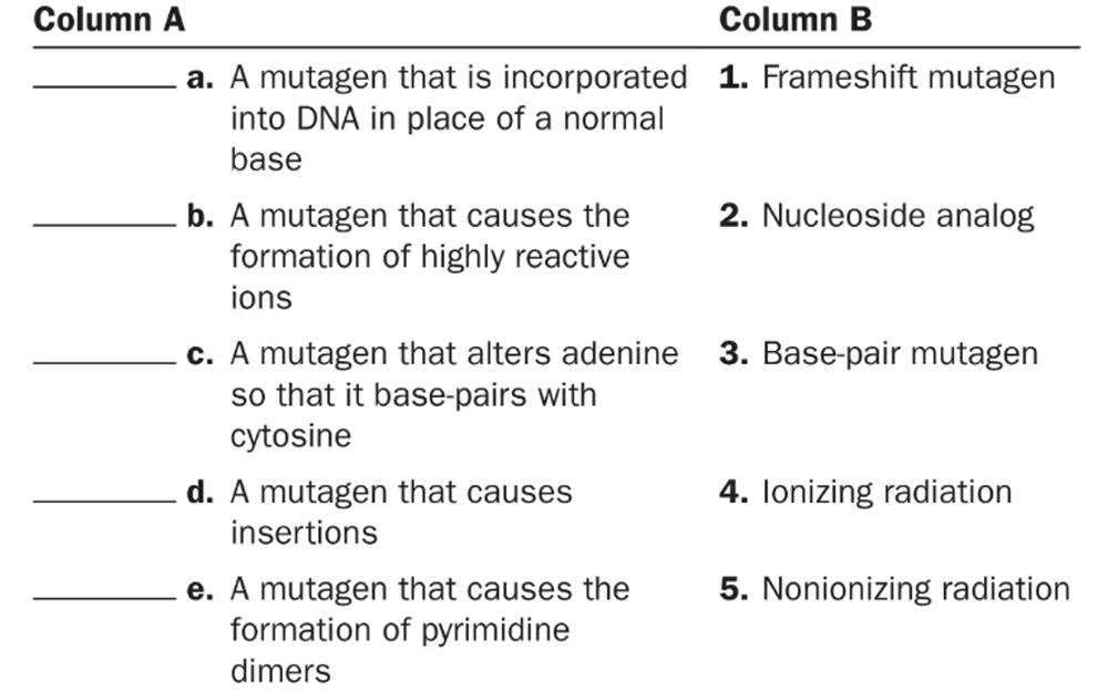 Matching exercise listing mutagen descriptions in one column and mutagen types in another for pairing.
