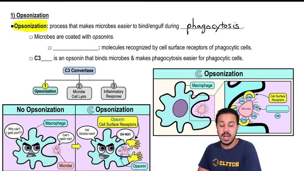 1) Opsonization