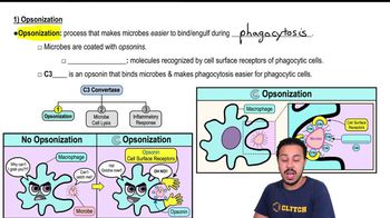 1) Opsonization