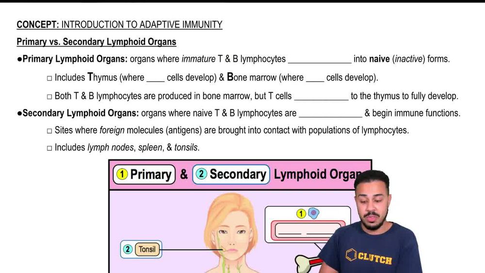 Primary vs. Secondary Lymphoid Organs